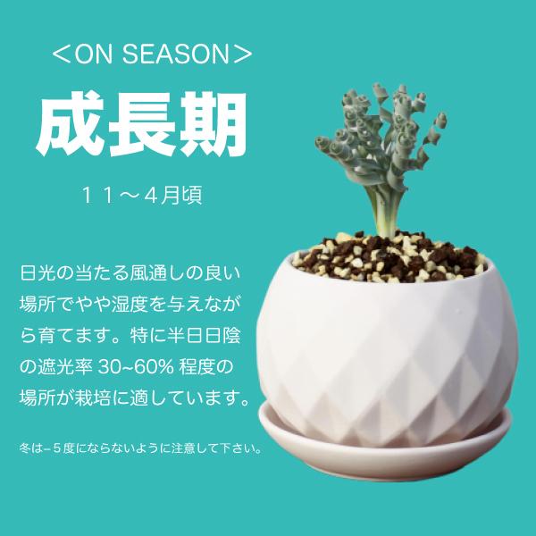 多肉 植物 ブルビネ メセンブリアンテモイデス Bulbine Mesembryanthemoides 651 Mese Eq65 Erioquest 通販 Yahoo ショッピング