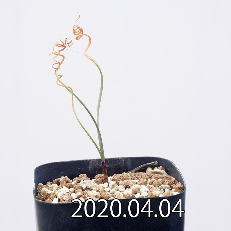 50 Off ゲチリス ベルティシラータ Gs3766 Gethyllis Verticillata 販売 種類 珍奇植物 南アフリカ 球根 687 Vert Gs37 Erioquest 通販 Yahoo ショッピング 全国組立設置無料 Web Escgroup Com