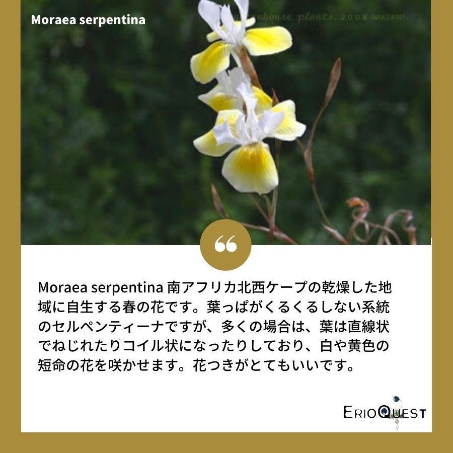 モラエア セルペンティーナ Moraea Serpentina Eq693 実生 アヤメ科 花 販売 珍しい 観葉植物 693 Serp Eq69 Erioquest 通販 Yahoo ショッピング