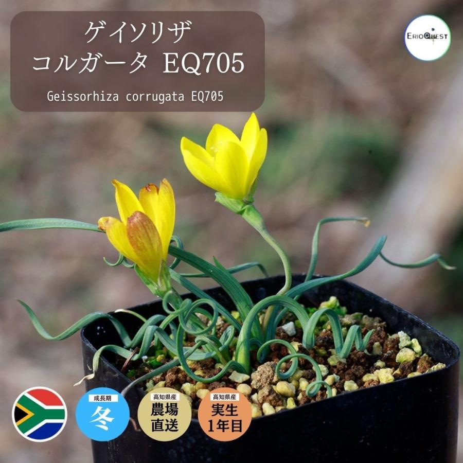 【保存版】ゲイソリザ コルガータ Geissorhiza corrugata EQ705