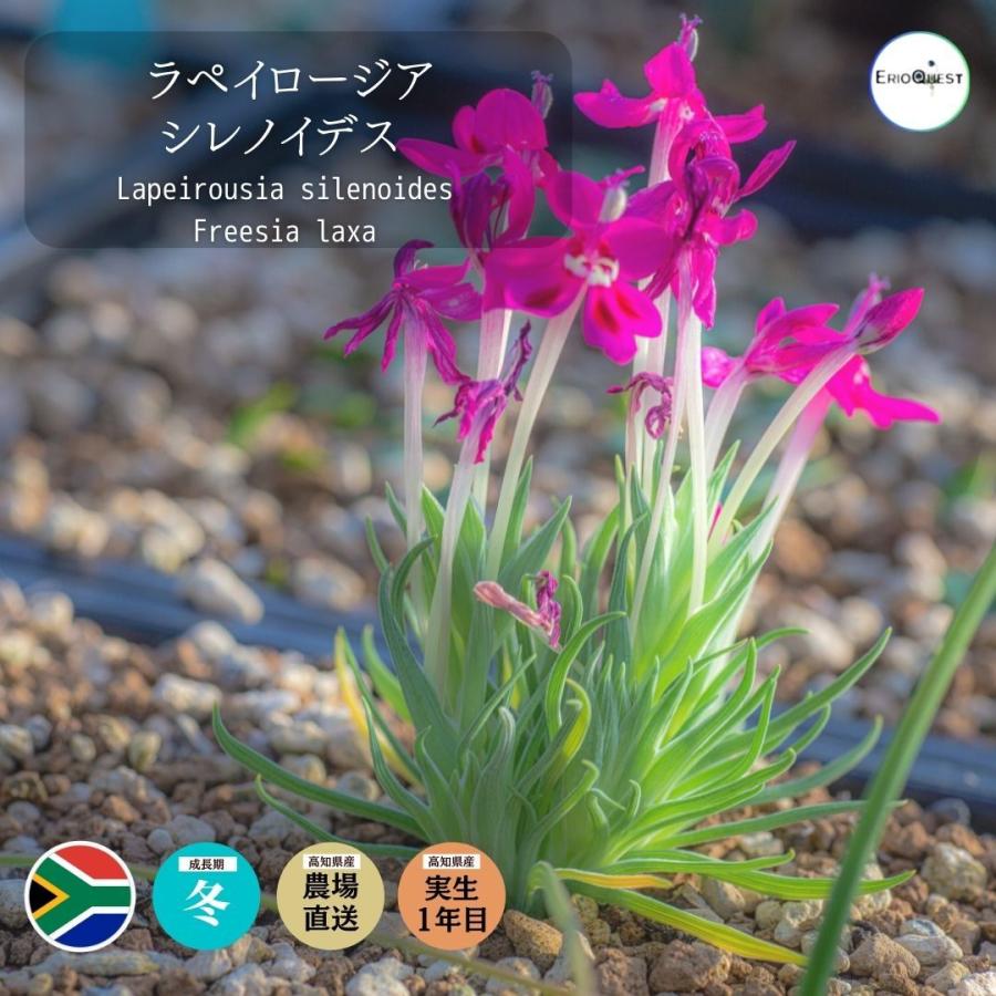 観葉植物 小さい 多肉植物 珍奇植物 アヤメ ピンク マゼンダ フリージア アレクサ ラペイロージア シレノイデス Freesia Laxa Lapeirousia Silenoides Eq706 706 Sile Eq70 Erioquest 通販 Yahoo ショッピング