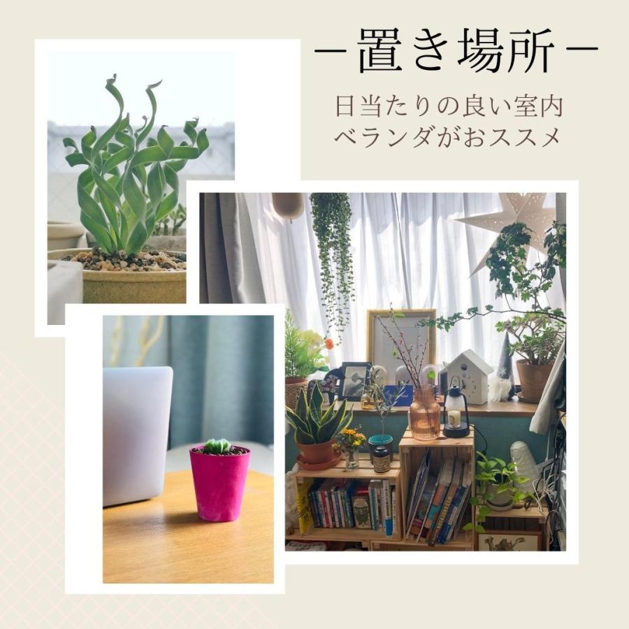観葉植物 小さい 多肉植物 珍奇植物 アヤメ ピンク マゼンダ フリージア アレクサ ラペイロージア シレノイデス Freesia Laxa Lapeirousia Silenoides Eq706 706 Sile Eq70 Erioquest 通販 Yahoo ショッピング