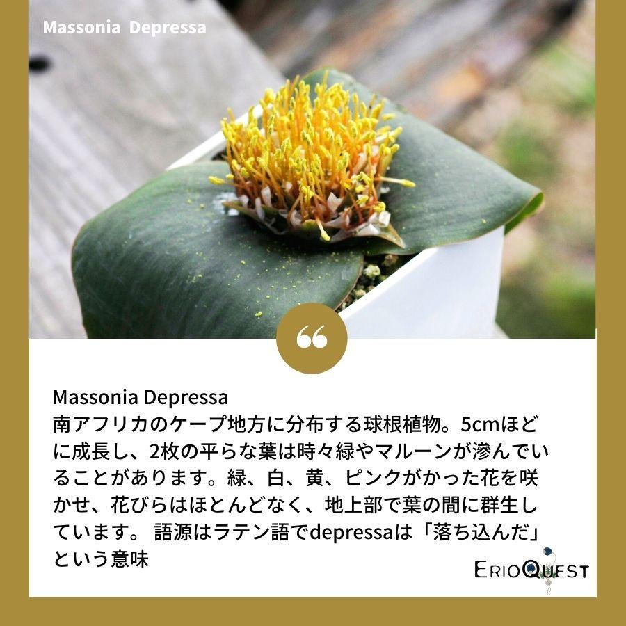 多肉植物 ケープバルブ 観葉植物 小さい 珍奇植物 ビザールプランツ 南アフリカ 球根 マッソニア デプレッサ Eq718 Massonia Depressa Eq718 718 Depr Eq71 Erioquest 通販 Yahoo ショッピング