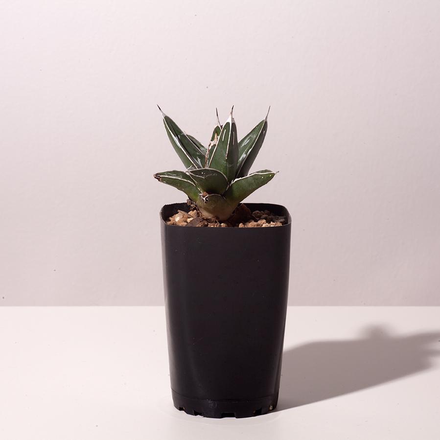 アガベ 多肉 植物 リュウゼツラン 寄せ植え 竜舌蘭 通販 希少 実生 ビクトリアレジーナ Eq721 721 Vict Eq72 Erioquest 通販 Yahoo ショッピング