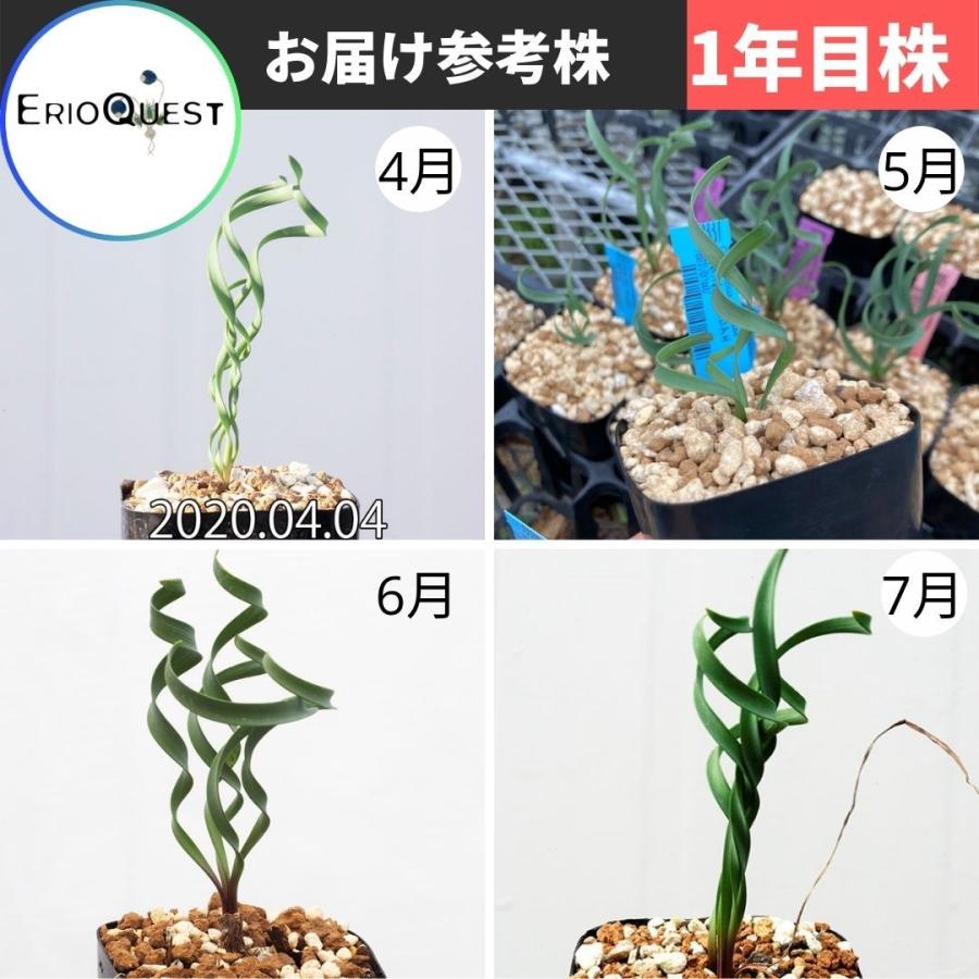 キルタンサス スミシアエ Cyrtanthus smithiae EQ731 通販 実生 2.5号 ケープバルブ 南ア 球根 エリオクエスト｜erioquest｜10