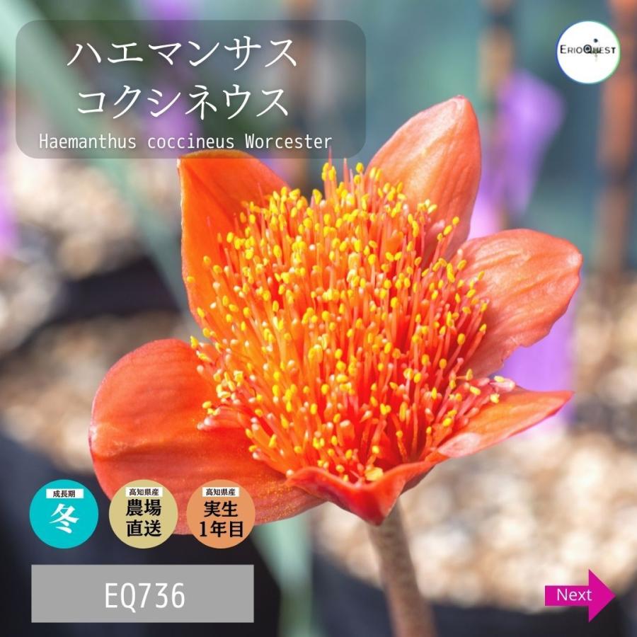 多肉植物 ケープバルブ 花 オレンジ ハエマンサス コクシネウス Haemanthus Coccineus Worcester Eq736 ガーベラ チューリップ 736 Cocc Eq73 Erioquest 通販 Yahoo ショッピング