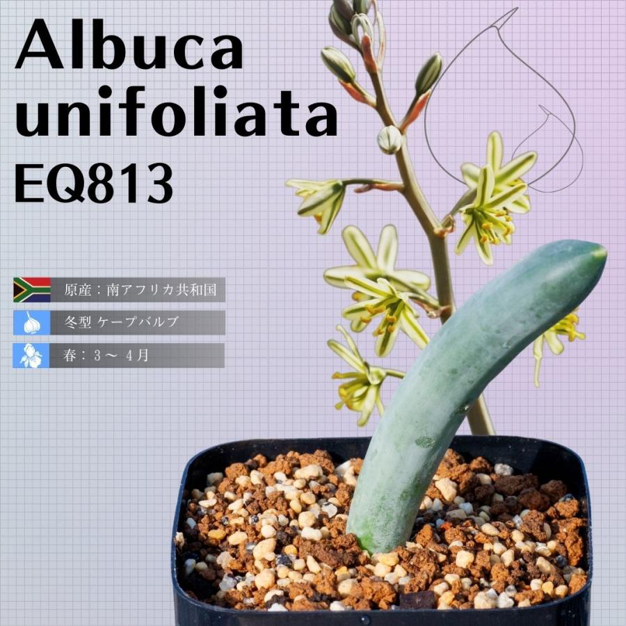 アルブカ ウニフォリアータ Albuca Unifoliata Eq813 多肉 植物 観葉植物 珍しい サボテン 通販 南アフリカ 実生 希少 813 Unif Eq81 Erioquest 通販 Yahoo ショッピング