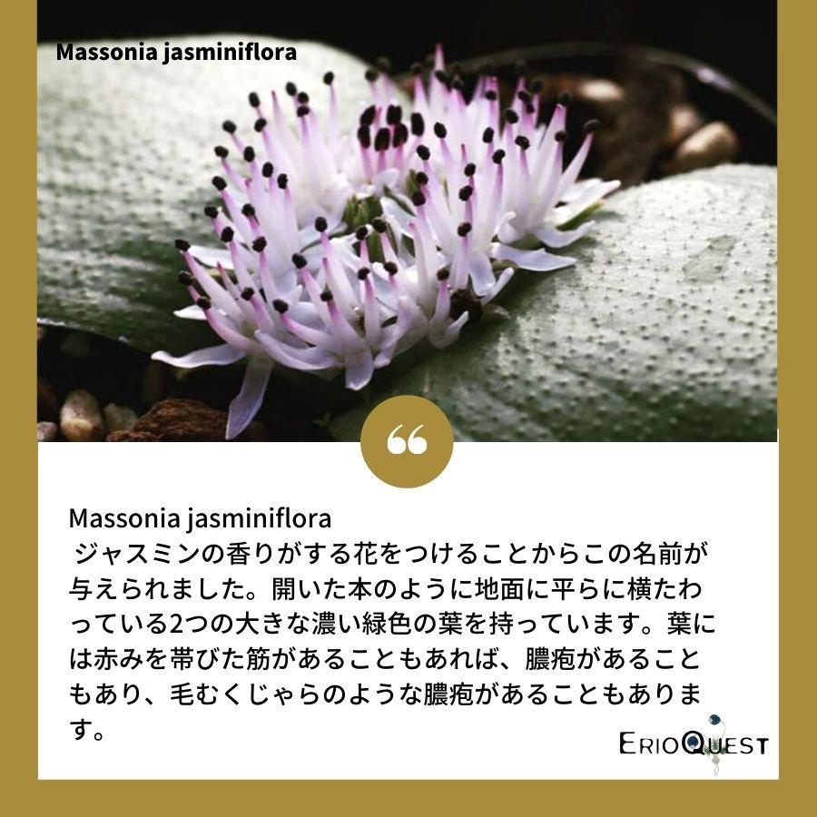 マッソニア ジャスミニフローラ Massonia jasminiflora EQ841 通販 実生 2.5号 ケープバルブ 南ア 球根 エリオクエスト｜erioquest｜02
