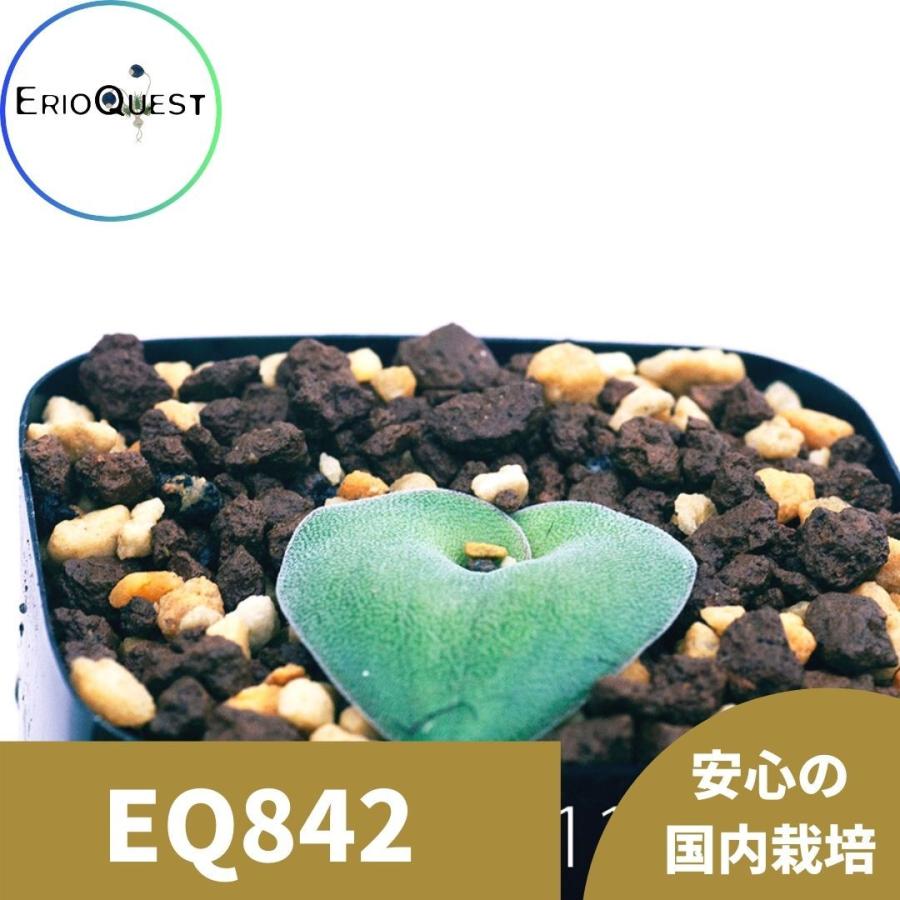 ラケナリア トリコフィラ Lachenalia Eq842 Tricophylla 激安直営店