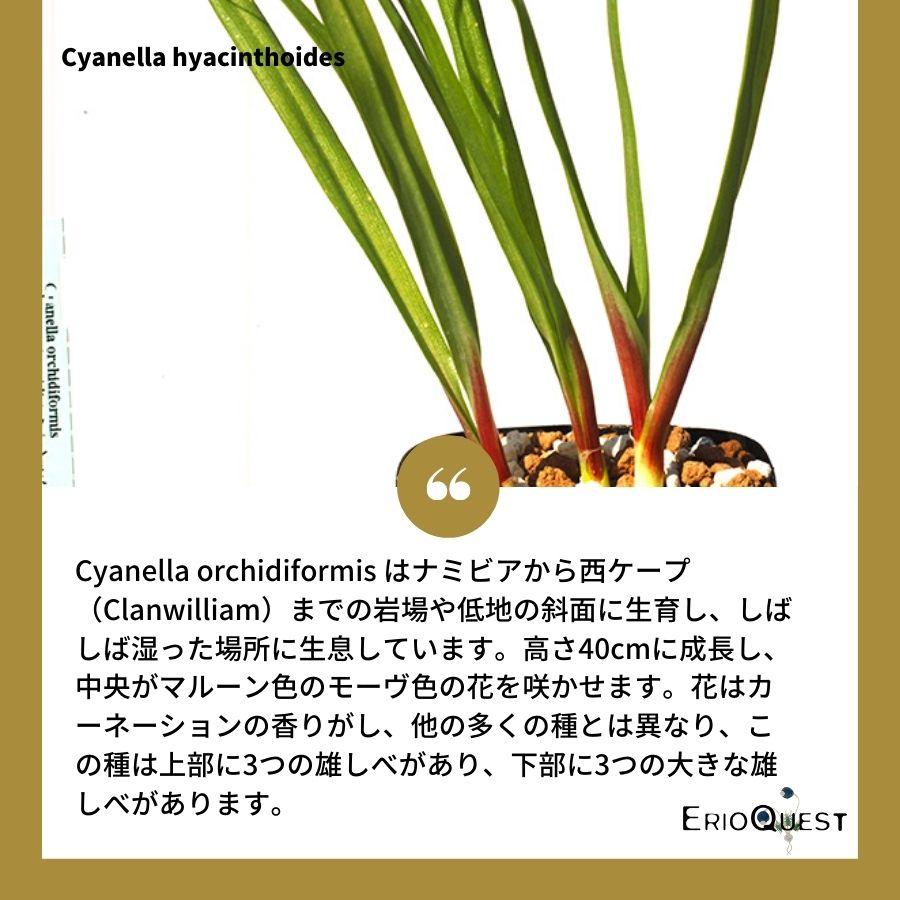 キアネラ オーキディフォルミス Cyanella orchidiformis EQ869 通販 実生 2.5号 ケープバルブ 南ア 球根 エリオクエスト｜erioquest｜02