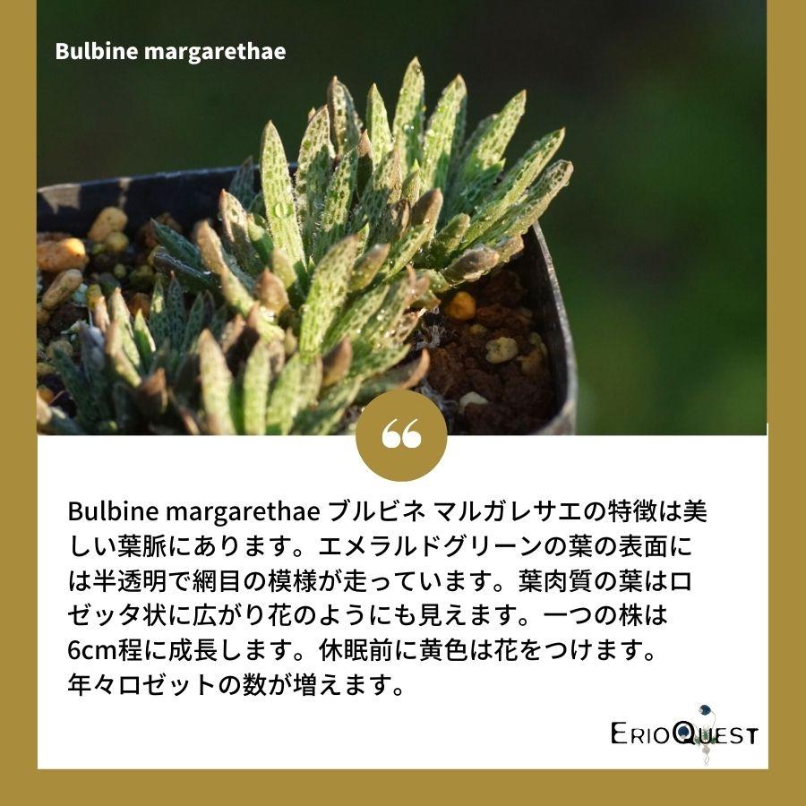 多肉 ブルビネ マルガレサエ Bulbine Margarethae 種類 販売 通販 珍しい 植物 花 南アフリカ Eq872 872 Marg Eq87 Erioquest 通販 Yahoo ショッピング