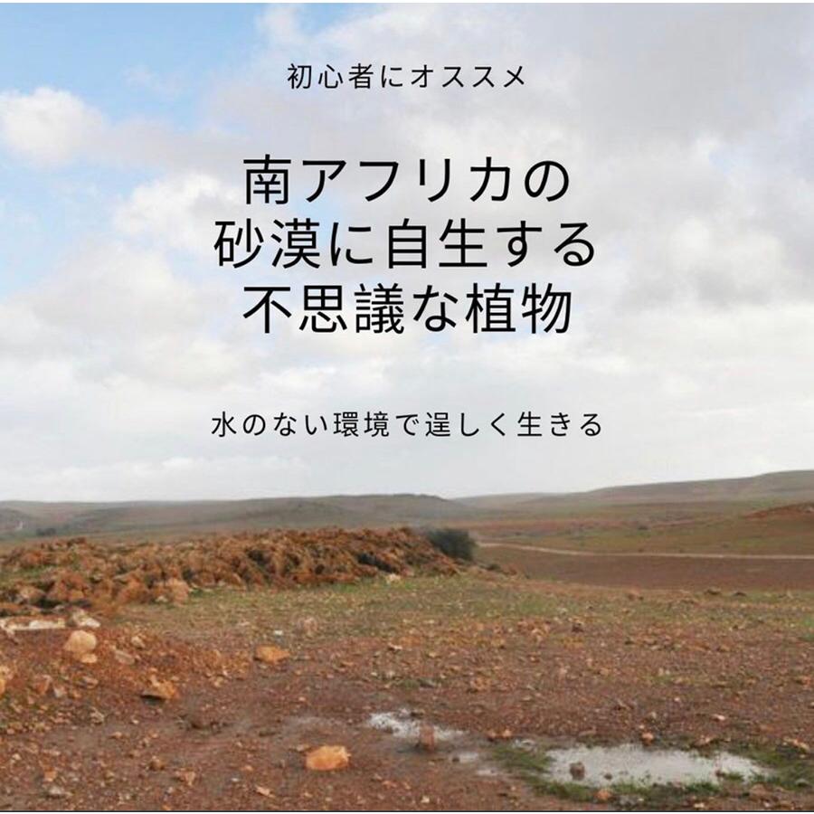 多肉 ブルビネ マルガレサエ Bulbine Margarethae 種類 販売 通販 珍しい 植物 花 南アフリカ Eq872 872 Marg Eq87 Erioquest 通販 Yahoo ショッピング