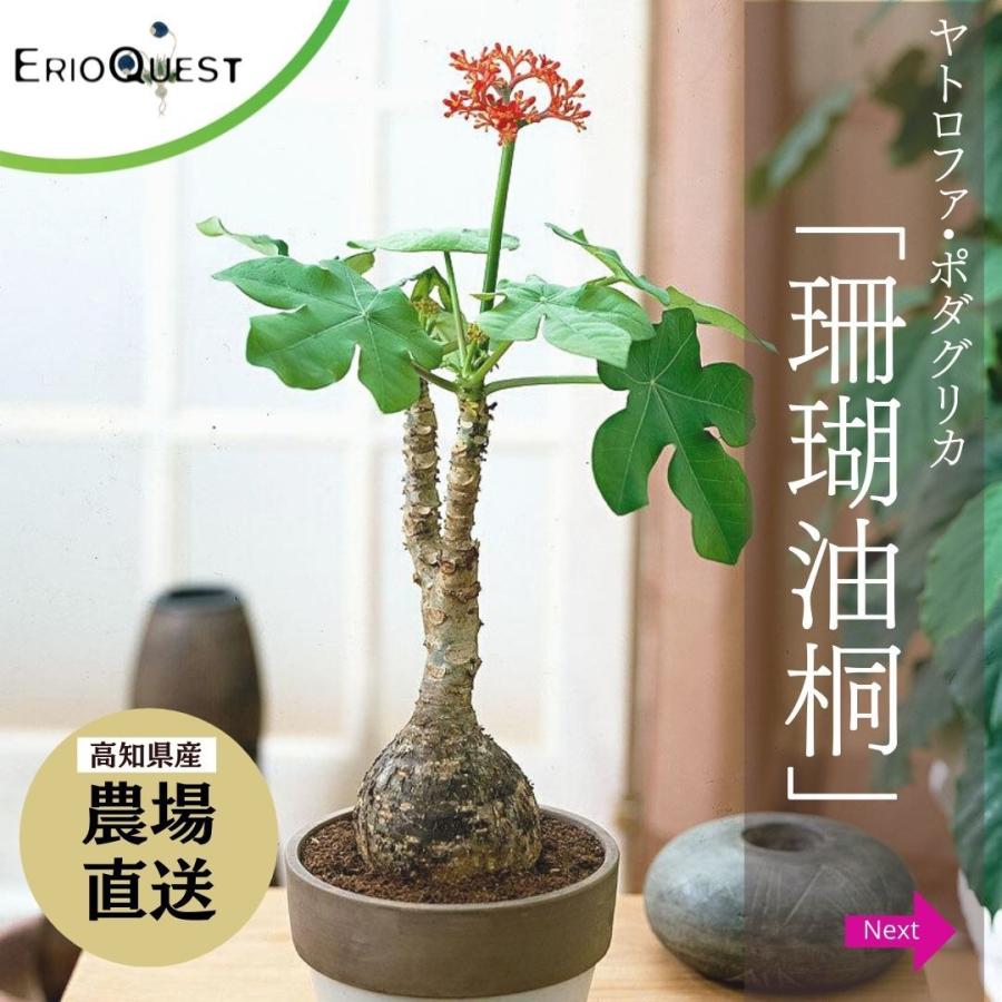 塊根植物 コーデックス 観葉植物 小さい 多肉植物 珍奇植物 珊瑚油桐 サンゴアブラギリ ヤトロファ ポダグリカ Jatropha Podagrica Kk5593 969 Poda Kk55 Erioquest 通販 Yahoo ショッピング