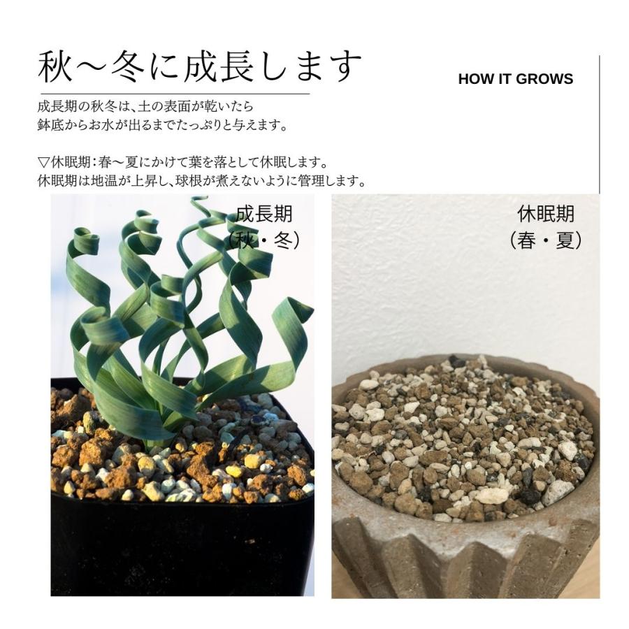 アルブカ コンコルディアナ 大型 Albuca Concordiana 通販 実生 2 5号 ケープバルブ 南ア 球根 エリオクエスト 97 Conc Eq97 Erioquest 通販 Yahoo ショッピング