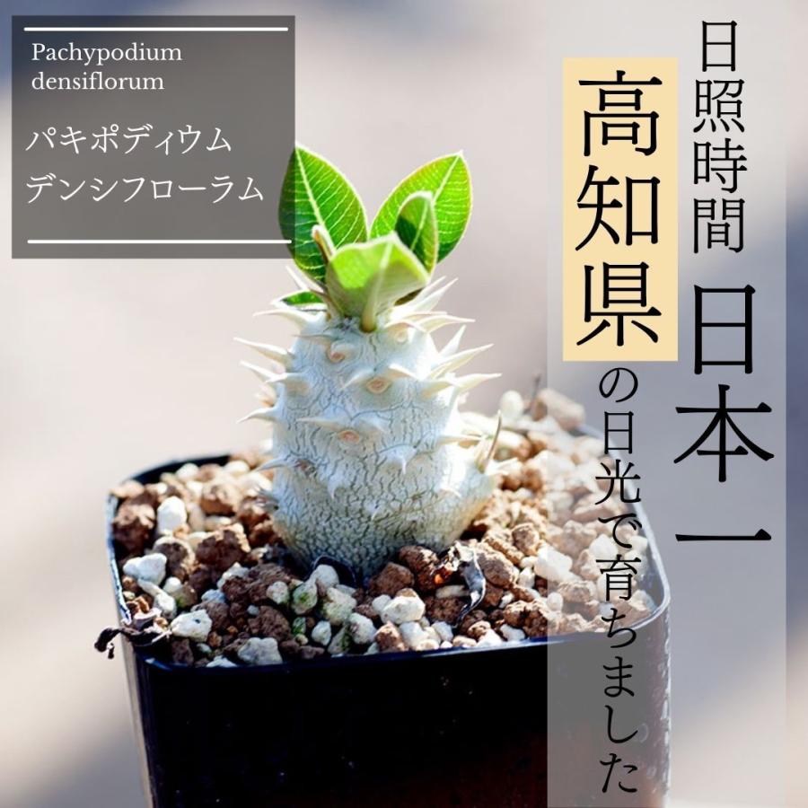 コーデックス 塊根植物 パキポディウム デンシフローラム Pachypodium densiflorum KK5187 通販 実生 2.5号 観葉植物  インテリア エリオクエスト :988-dens-kk51:ERIOQUEST - 通販 - Yahoo!ショッピング
