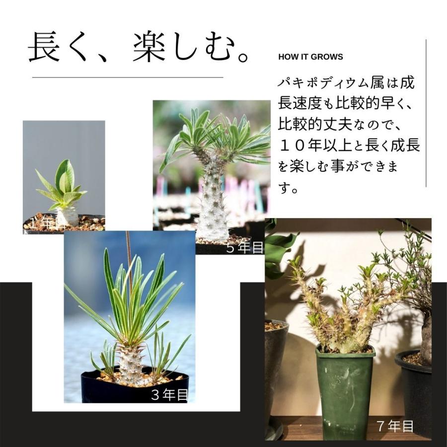 コーデックス 塊根植物 パキポディウム デンシフローラム Pachypodium Densiflorum Kk5187 通販 実生 2 5号 観葉植物 インテリア エリオクエスト 9 Dens Kk51 Erioquest 通販 Yahoo ショッピング
