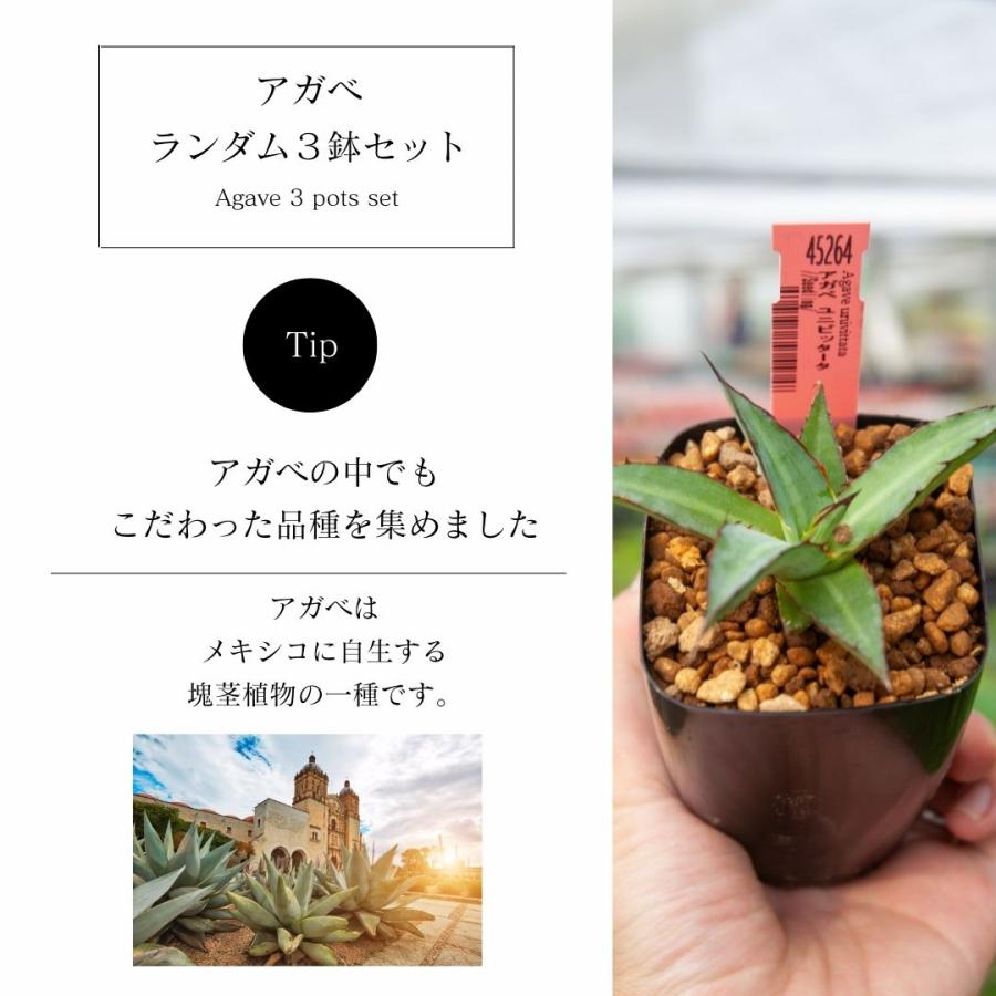 多肉植物 アガベセットB : ERIOQUEST - 通販 - Yahoo!ショッピング 