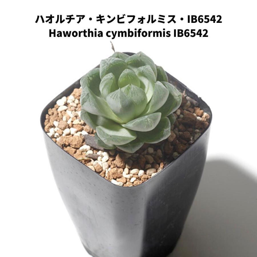 多肉 植物 寄せ植え セット B 5 種類 ハオルチア オブツーサ 初心者 おしゃれ 卓上 2 5号 サイズ Haworthia Haworthia5set2 Erioquest 通販 Yahoo ショッピング