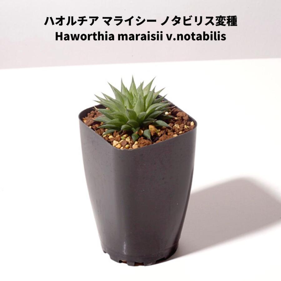 多肉 植物 寄せ植え セット B 5 種類 ハオルチア オブツーサ 初心者 おしゃれ 卓上 2 5号 サイズ Haworthia Haworthia5set2 Erioquest 通販 Yahoo ショッピング