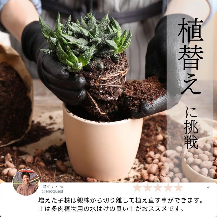 多肉植物 寄せ植え ハオルチア セット 5 観葉植物 インテリア Haworthia おしゃれ パキラ ミニ モンステラ 小さい ハイドロカルチャー サンスベリア ヘデラ Haworthia5set Erioquest 通販 Yahoo ショッピング