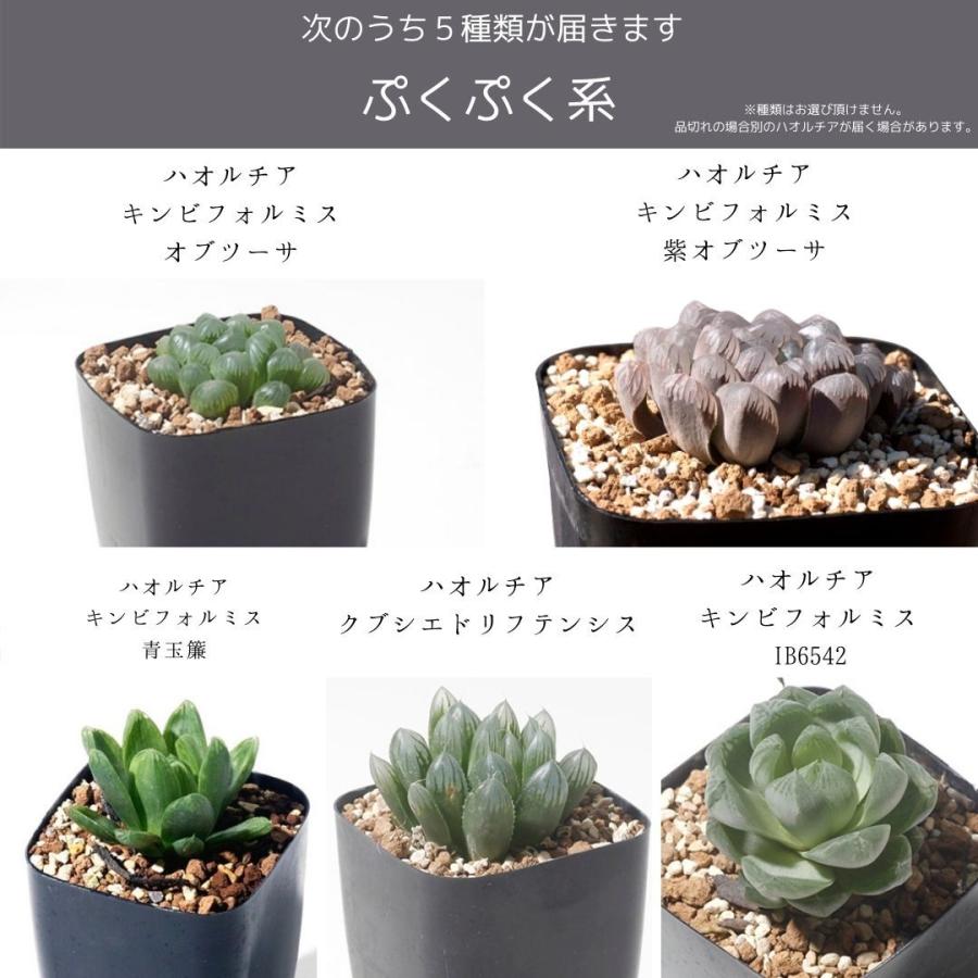 多肉植物 寄せ植え ハオルチア セット 5 観葉植物 インテリア Haworthia おしゃれ パキラ ミニ モンステラ 小さい ハイドロカルチャー サンスベリア ヘデラ Haworthia5set Erioquest 通販 Yahoo ショッピング