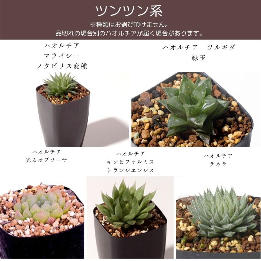 多肉植物 寄せ植え ハオルチア セット 5 観葉植物 インテリア Haworthia おしゃれ パキラ ミニ モンステラ 小さい ハイドロカルチャー サンスベリア ヘデラ Haworthia5set Erioquest 通販 Yahoo ショッピング