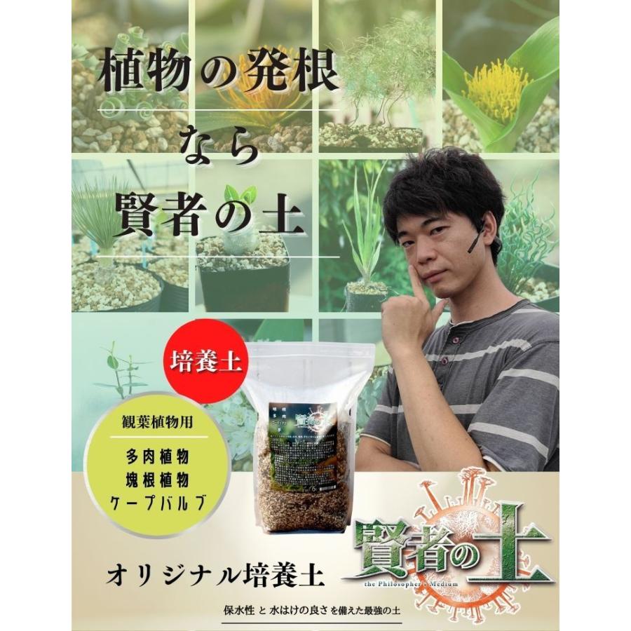 多肉植物 土 培養土 サボテン コーデックス エケベリア アガベ 観葉植物 植え替え 賢者の土 Kenjyanotsuchi Erioquest 通販 Yahoo ショッピング