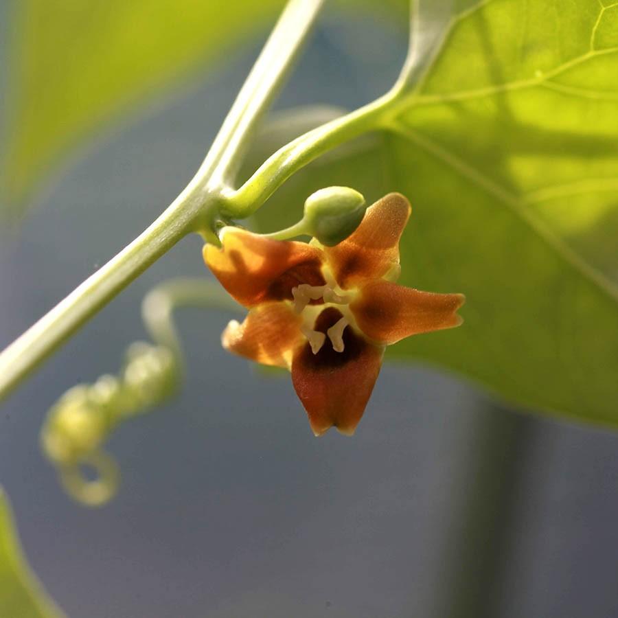ゲラルダンサス マクロリザス　塊根植物 ゲラルダンサス