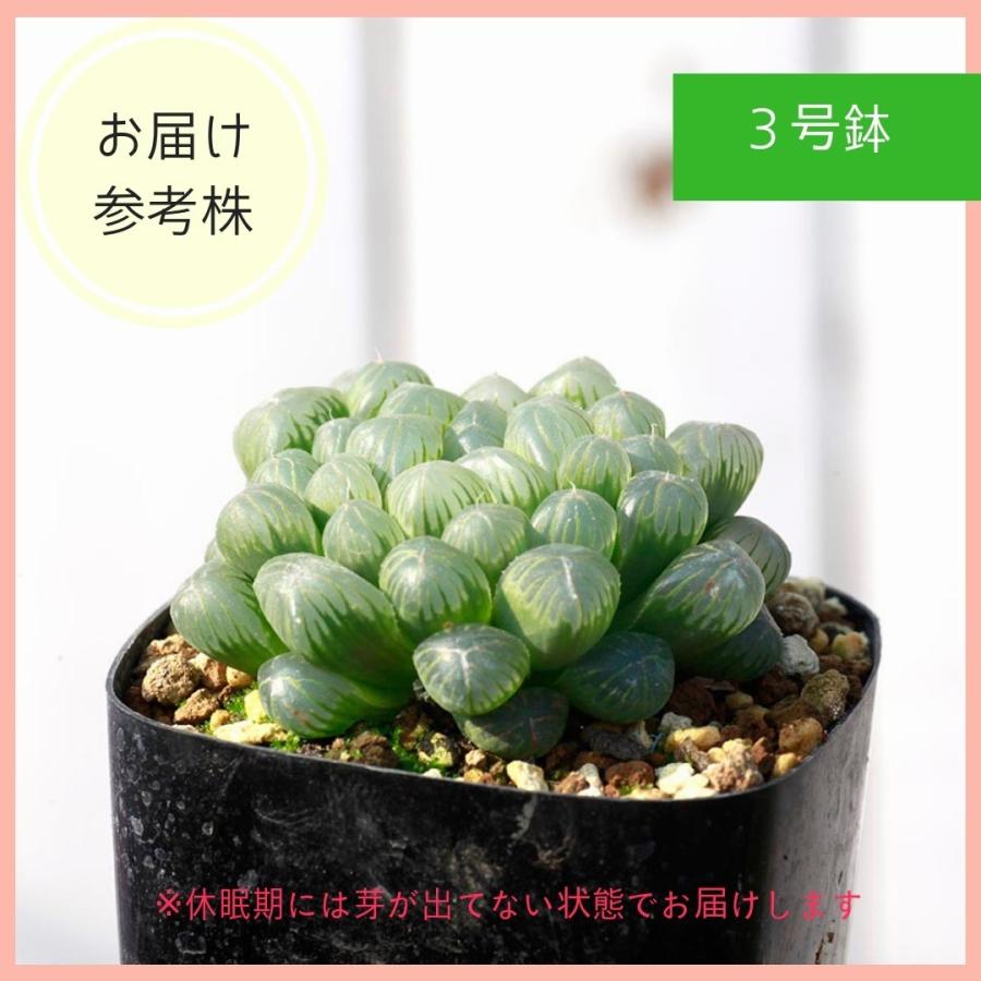 ハオルチア オブツーサ3鉢セット Haworthia Cymbiformis Var Obtusa多肉 植物 寄せ植え セット 初心者 おしゃれ ハオルチア オブツーサ 卓上サイズ 3号 Obtusa3 Erioquest 通販 Yahoo ショッピング