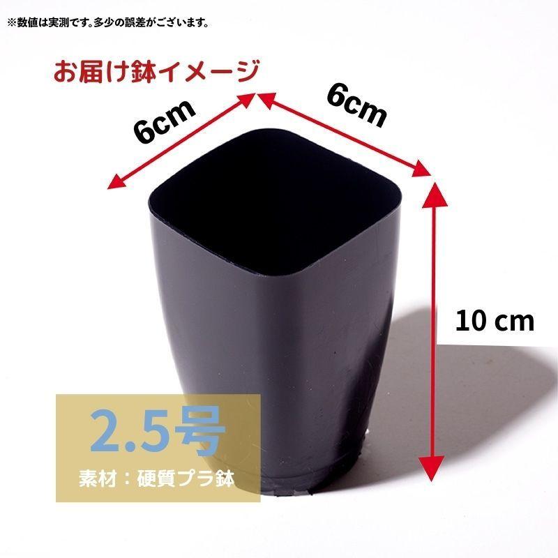 プラスチック鉢 2.5号 15個 多肉植物 黒 ブラック ロング 業務 スリット プラステラ｜erioquest｜04