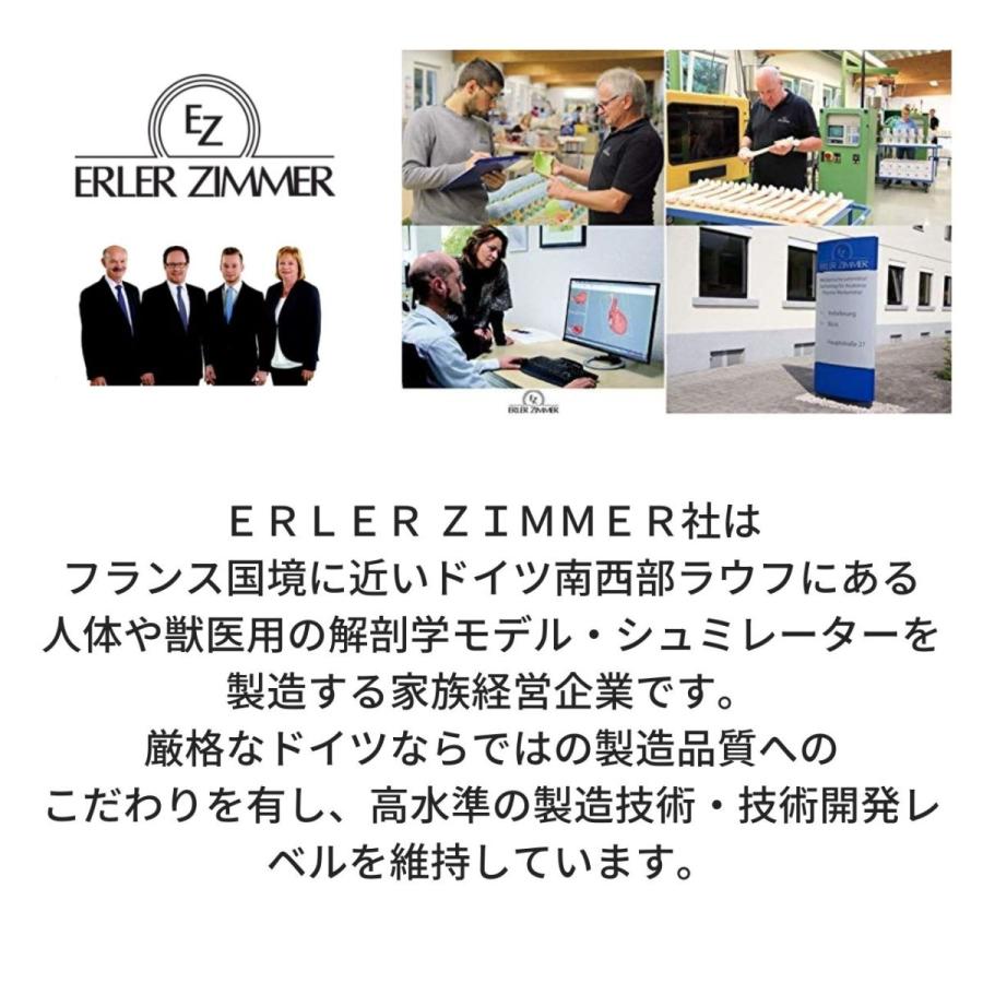 Erler Zimmer (エルラージマー) 22分割頭蓋骨模型 マグネット結合