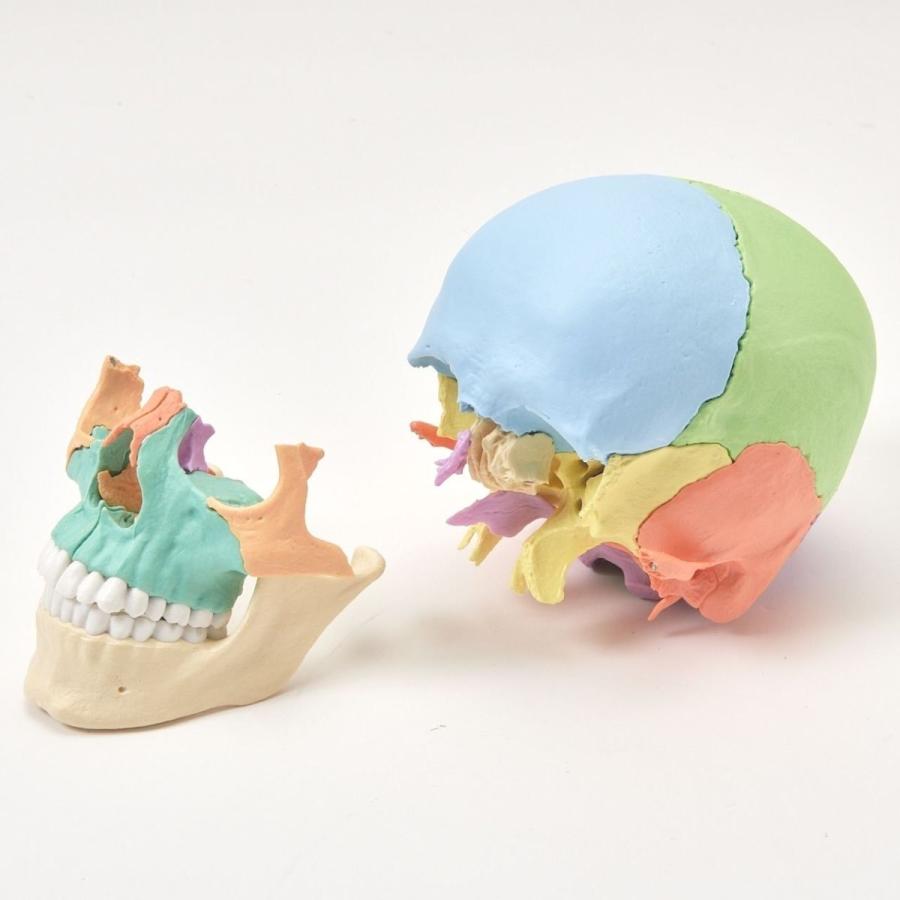 Erler Zimmer (エルラージマー) ２２分割頭蓋骨模型 マグネット結合 解剖学 オステオパシー｜esakimedical-store｜03