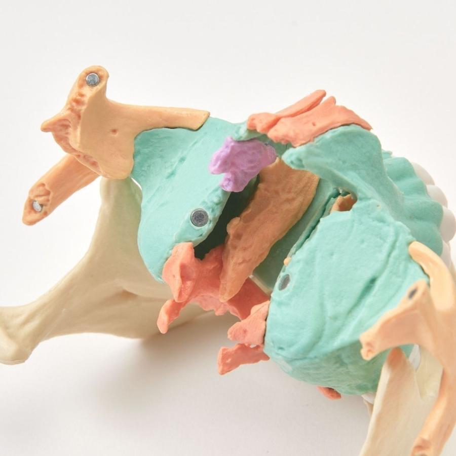 Erler Zimmer (エルラージマー) ２２分割頭蓋骨模型 マグネット結合 解剖学 オステオパシー｜esakimedical-store｜05
