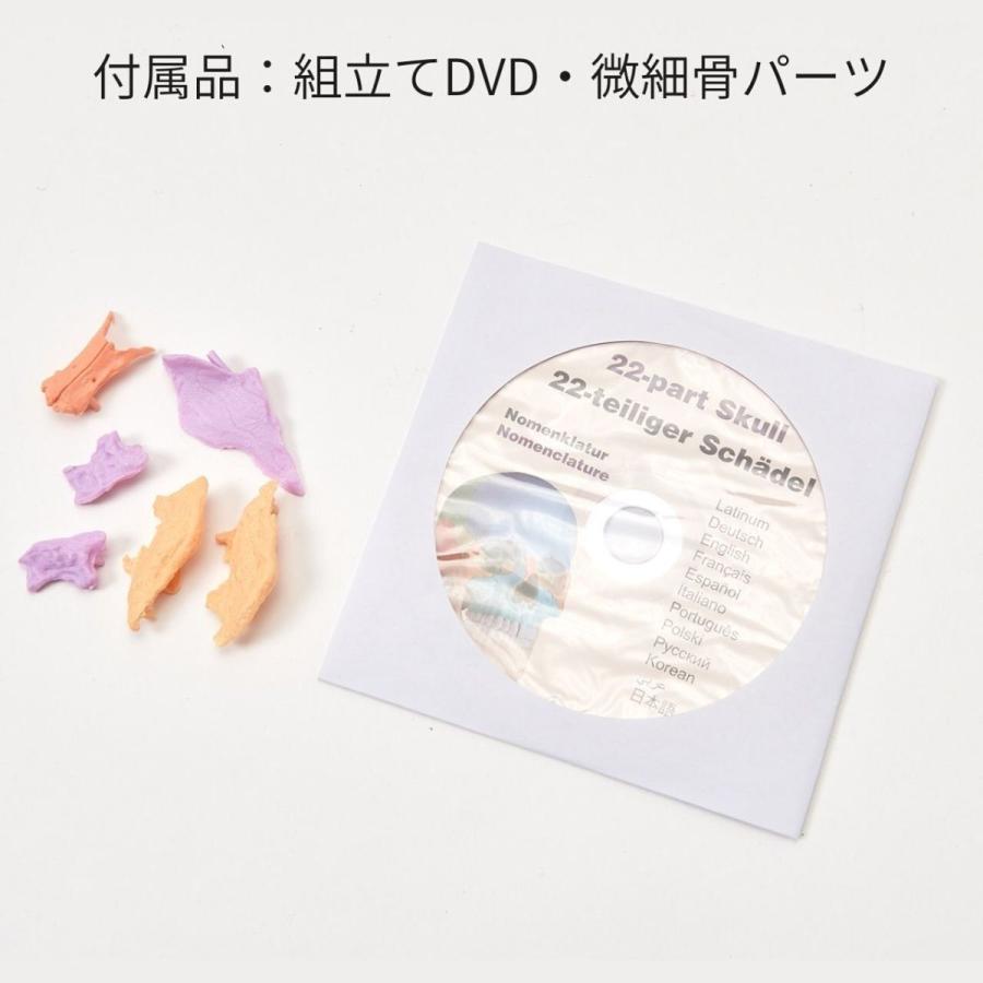 Erler Zimmer (エルラージマー) 22分割頭蓋骨模型 マグネット結合