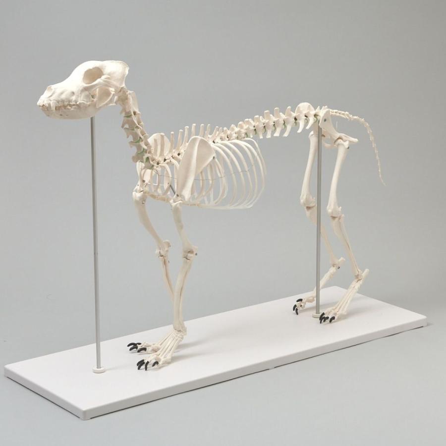 Erler Zimmer (エルラージマー) 犬骨格模型 標本 骨格 関節可動 実物大 獣医学 動物解剖 犬解剖 ドッグ モデル オステオパシー｜esakimedical-store｜02