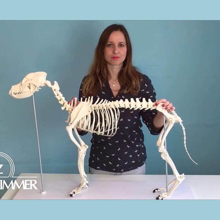 Erler Zimmer (エルラージマー) 犬骨格模型 標本 骨格 関節可動 Erler Zimmer (エルラージマー) 犬骨格模型 標本 骨格 関節可動