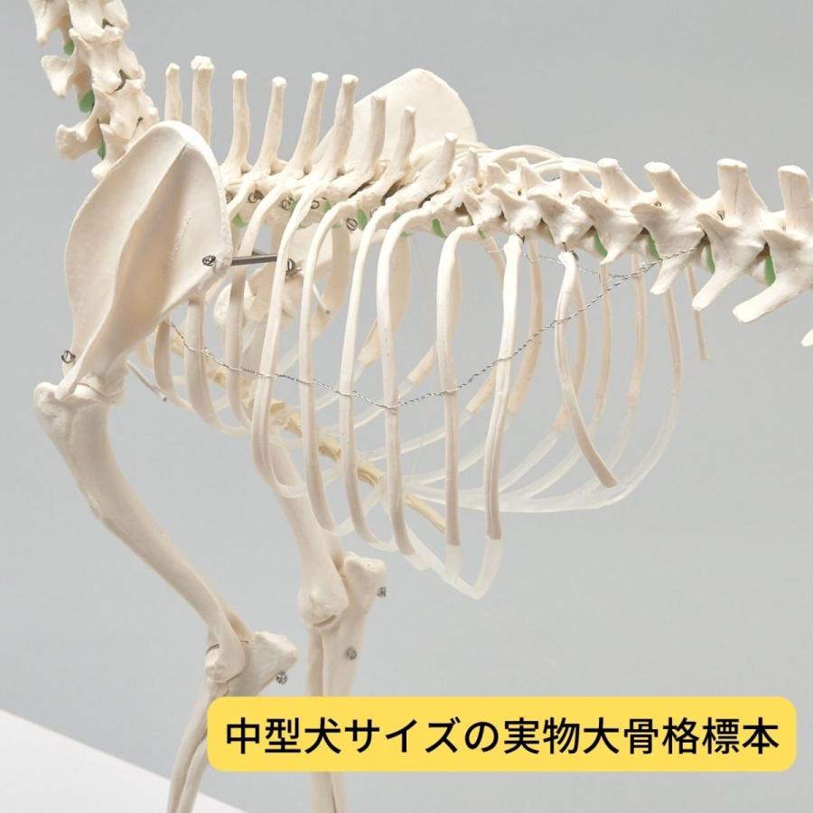Erler Zimmer (エルラージマー) 犬骨格模型 標本 骨格 関節可動 Erler Zimmer (エルラージマー) 犬骨格模型 標本 骨格 関節可動