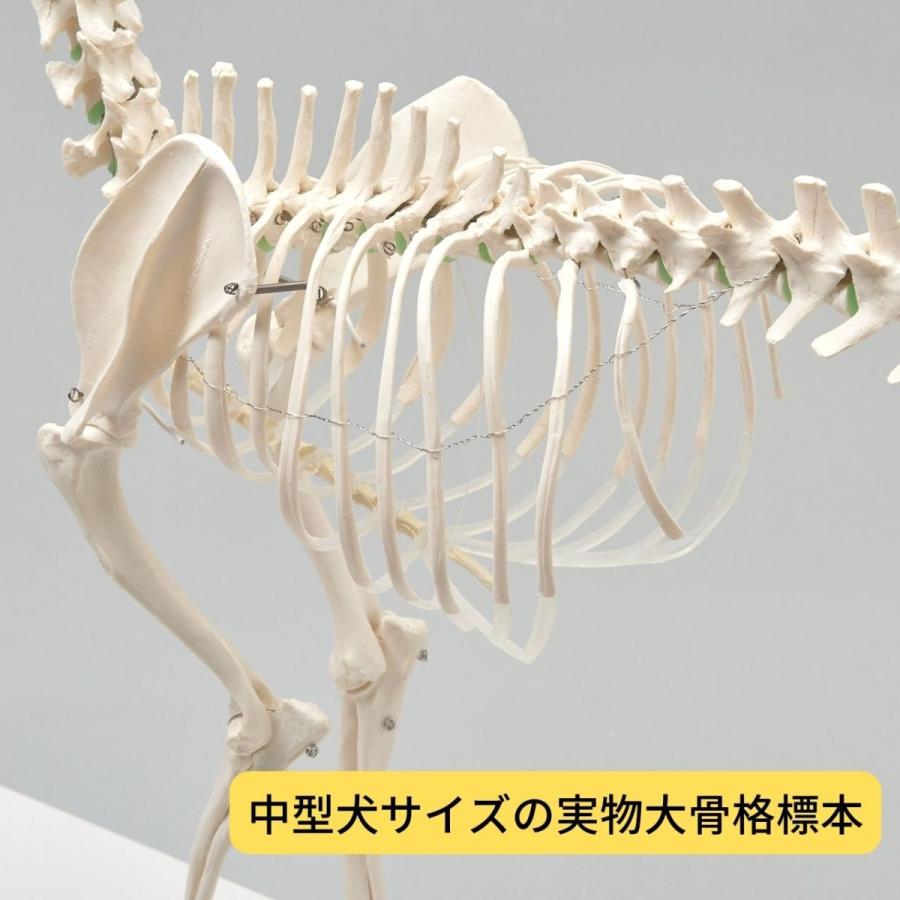 Erler Zimmer (エルラージマー) 犬骨格模型 標本 骨格 関節可動 実物大 獣医学 動物解剖 犬解剖 ドッグ モデル オステオパシー｜esakimedical-store｜05