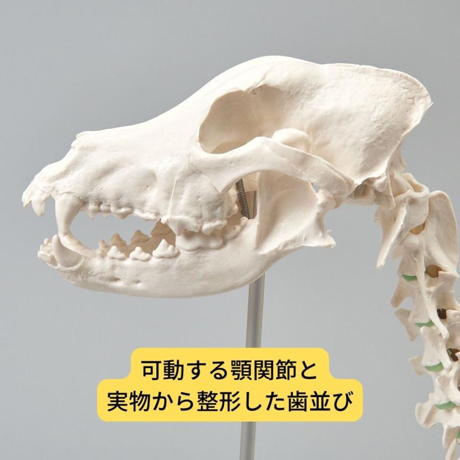 Erler Zimmer (エルラージマー) 犬骨格模型 標本 骨格 関節可動 実物大 獣医学 動物解剖 犬解剖 ドッグ モデル オステオパシー｜esakimedical-store｜08