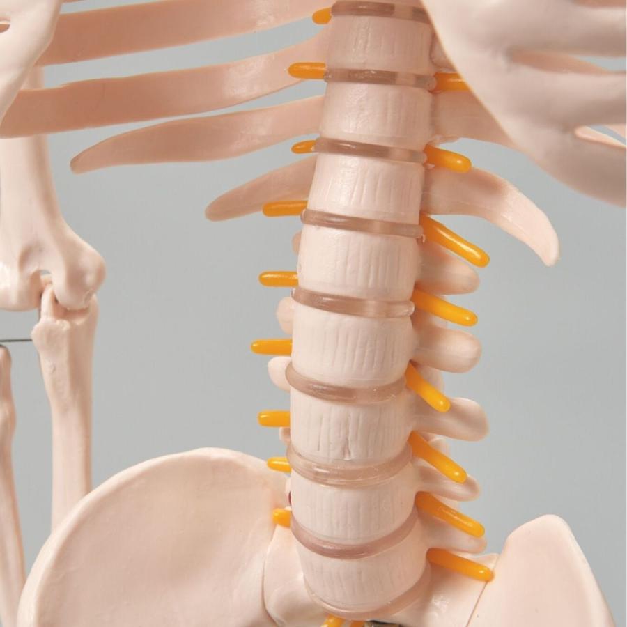 全身 人体 1/2 骨格模型 高さ85cm XINCHENG SCIENTIFIC INDUSTRIES社