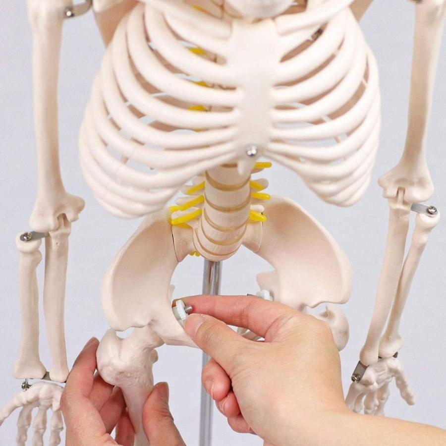 全身 人体 1/2 骨格模型 高さ85cm XINCHENG SCIENTIFIC INDUSTRIES社