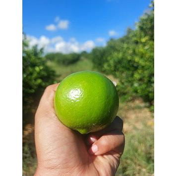 12本セット テルヴィス オーガニック ライム果汁 500ml 有機ライム果汁 100%ストレート ライム果汁 100% 無添加 果汁100% 果汁 果汁100 メキシコ産ライム | オーガニック | 01