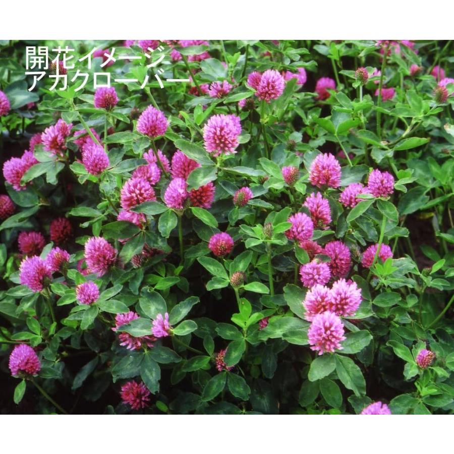 奉呈 福花園 ホワイトクローバー 種子 緑肥 シロツメクサ 福花園種苗 ホワイトクローバーお徳用種子 1l Qdtek Vn