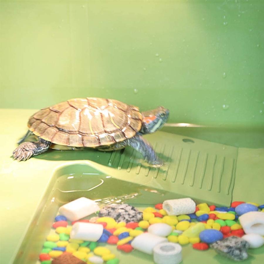 乾燥プラットフォームカメ斜面ボックスタートルハムスターケージと爬虫類テラリウムブラジル亀スコーピオンヘビトカゲクモ爬虫類家ペット用品 グリ 清水オンラインyahoo 店 通販 Yahoo ショッピング