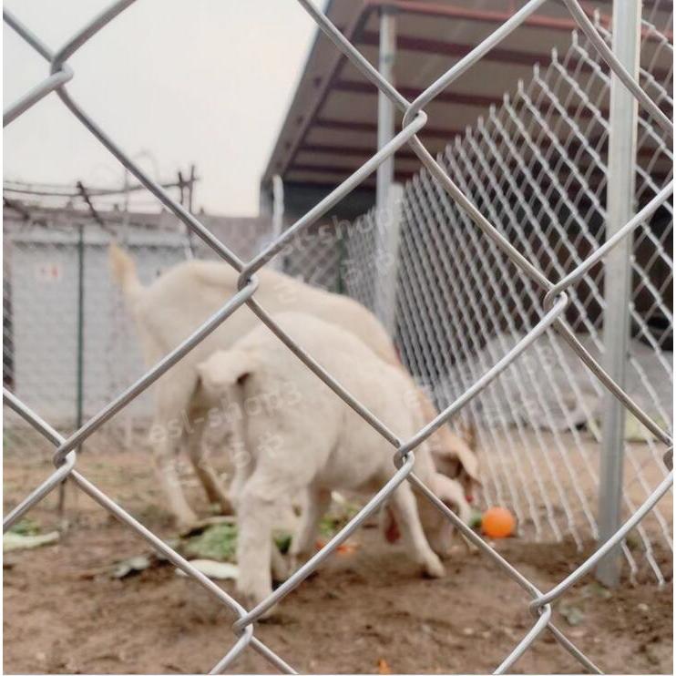 鉄線フェンス ガードレール 牛羊の繁殖ネット 犬 ドッグラン 動物園 
