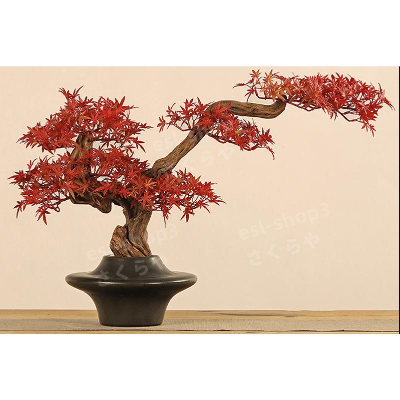盆栽 『モミジ』 紅葉 園芸 和風 インテリア 観葉植物 盆栽 『モミジ』 紅葉 園芸 和風 インテリア 観葉植物