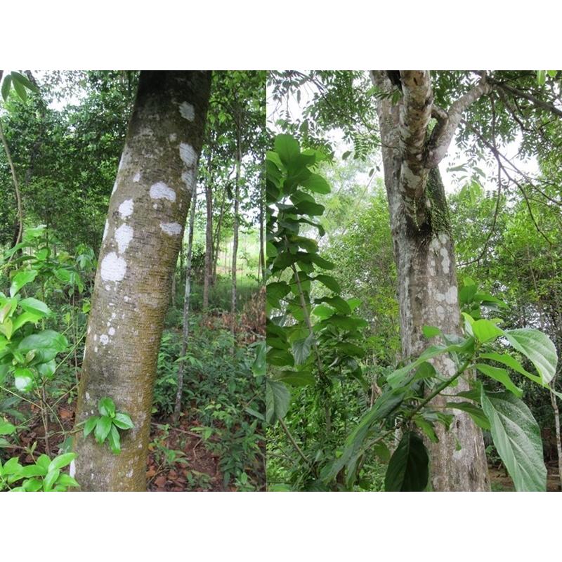 香木 沈香 伽羅 聞香◎品名:緑白檀(グリーンサンダルウッド)の根っこ水沈5g 香木 沈香 伽羅 聞香◎品名 グリーンサンダルウッド 香木 沈香 伽羅