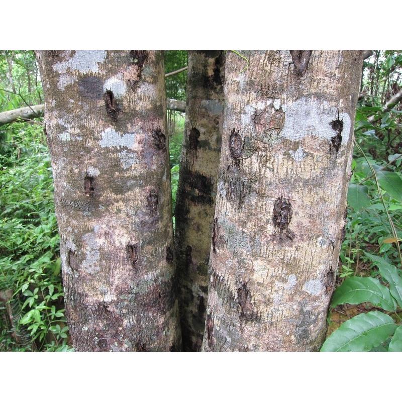 ベトナム産高品質沈香伽羅14.5g香木水に沈みます。 【公式通販】