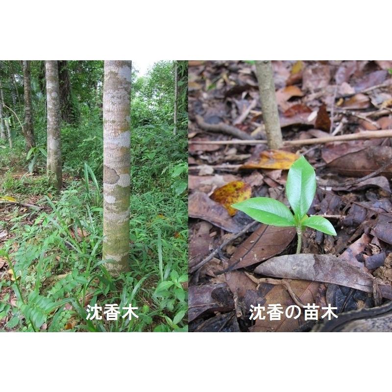 越南沈香 刻み 20.8グラム　【伽羅・沈香・白檀】 越南沈香 刻み 20.8グラム 【伽羅・沈香・白檀】 お香