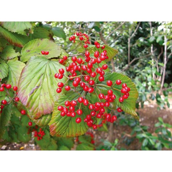 ガマズミ 小花（白） 食用可 果実 植木 庭木 苗木 落葉低木